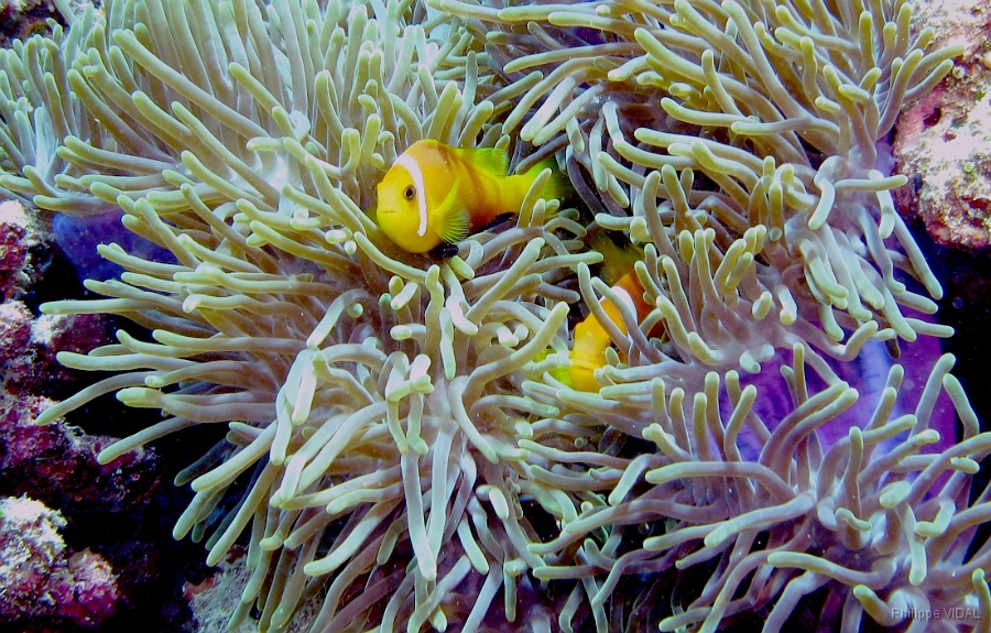 IMG_7718rc_Maldives_Madoogali_Poisson Clown des Maldives - Amphiprion Nigripe.jpg